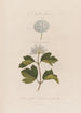 Un monstre végétal Spiraea opulifolia ou Viorne à feuilles de groseillier - Robert John Thornton — vista dell’opera