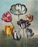 Un gruppo di tulipani (conflitto di maiuscole/minuscole) - Robert John Thornton — vista dell’opera