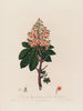 Aesculus Hippocastanum o Castagno d'India comune - Robert John Thornton — vista dell’opera