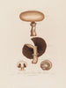 Agaricus campestris ou champignon de champ - Robert John Thornton — vista dell’opera