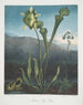 Piante delle paludi americane I Pothos fetido II Pianta viola III Trappola per mosche di Venere - Robert John Thornton — vista dell’opera