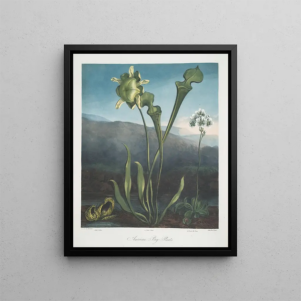 Piante delle paludi americane I Pothos fetido II Pianta viola III Trappola per mosche di Venere - Robert John Thornton — quadro incorniciato alla parete