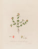 Anagallis arvensis ou verre de vieux homme - Robert John Thornton — vista dell’opera