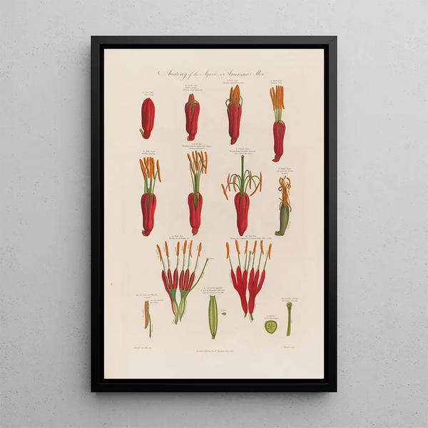 Robert John Thornton - Anatomy of the Agave or the American Aloe.webp