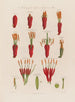 Anatomie dell'Agave o Aloe americano - Robert John Thornton — vista dell’opera