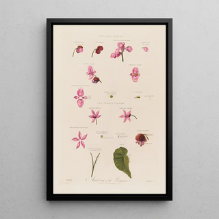 Robert John Thornton - Anatomy of the Begonia.webp