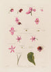 Anatomie del Begonia - Robert John Thornton — vista dell’opera