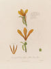 Anatomie del Canna glauca o canna indiana gialla - Robert John Thornton — vista dell’opera