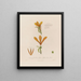 Anatomie del Canna glauca o canna indiana gialla - Robert John Thornton — quadro incorniciato alla parete