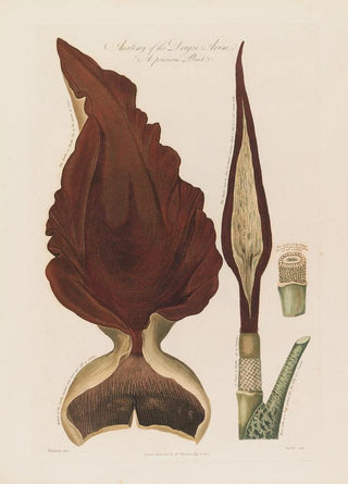 Robert John Thornton - Anatomy of the Dragon Arum A poisonous Plant.webp