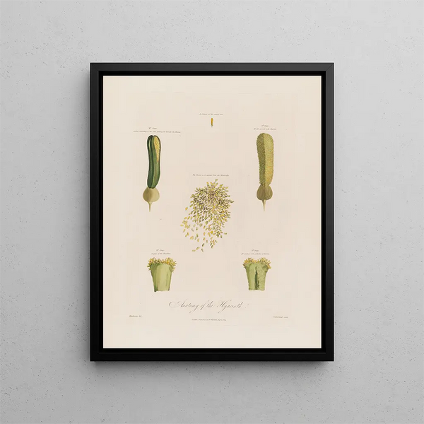 Robert John Thornton - Anatomy of the Hyacinth.webp