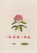 Anatomie du Kalmia - Robert John Thornton — vista dell’opera