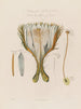 Anatomie del cactus grandiflora o cérus nocturno - Robert John Thornton — vista dell’opera