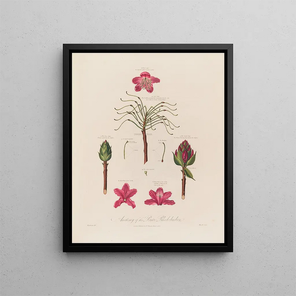 Robert John Thornton - Anatomy of the Pontic Rhododendron.webp