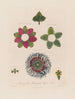 Anatomie della passiflora quadrangolare - Robert John Thornton — vista dell’opera