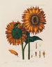 Anatomia del girasole - Robert John Thornton — vista dell’opera