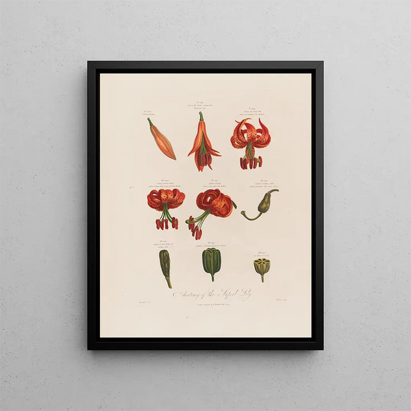 Robert John Thornton - Anatomy of the Superb Lily.webp