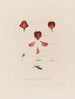 Anatomie del pisello odoroso - Robert John Thornton — vista dell’opera