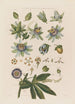 Anatomie della fiore della passione blu - Robert John Thornton — vista dell’opera