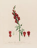 Antirrhinum majus ou grande gueule de loup - Robert John Thornton — vista dell’opera