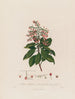 Arbutus andrachne ou arbousier oriental - Robert John Thornton — vista dell’opera
