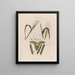 Orzo - Robert John Thornton — quadro incorniciato alla parete