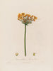 Butomus umbellatus ou Jonc à fleurs - Robert John Thornton — vista dell’opera