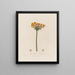 Butomus umbellatus ou Jonc à fleurs - Robert John Thornton — quadro incorniciato alla parete