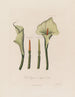 Calla etiope o Calla africana - Robert John Thornton — vista dell’opera