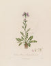 Cardamine pratensis o crescione dei prati - Robert John Thornton — vista dell’opera