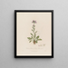 Cardamine pratensis o crescione dei prati - Robert John Thornton — quadro incorniciato alla parete