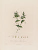 Cerastium aquaticum ou cerastium des marais - Robert John Thornton — vista dell’opera