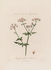 Chaerophyllum Sylvestre ou Cerfeuil sauvage - Robert John Thornton — vista dell’opera