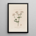 Chaerophyllum Sylvestre ou Cerfeuil sauvage - Robert John Thornton — quadro incorniciato alla parete