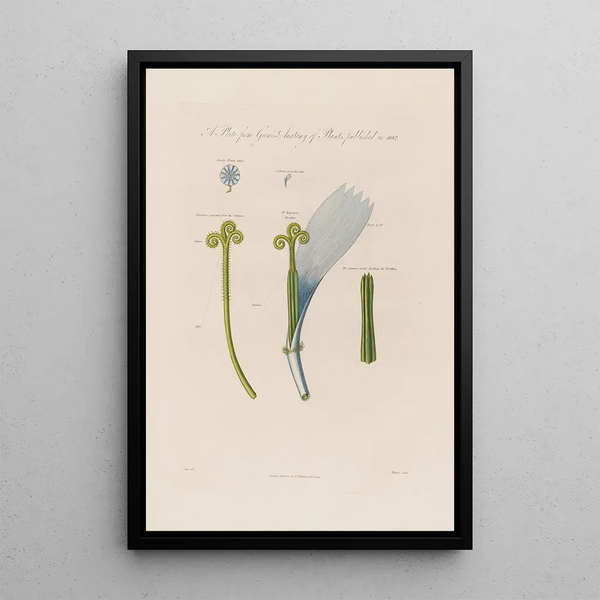 Fleur de chicorée - Robert John Thornton — quadro incorniciato alla parete
