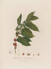 Coffea arabica o Caffettiera d'Arabia - Robert John Thornton — vista dell’opera