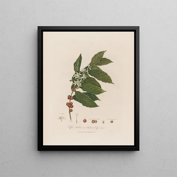 Coffea arabica o Caffettiera d'Arabia - Robert John Thornton — quadro incorniciato alla parete