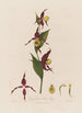 Cypripedium Sabot de Vénus - Robert John Thornton — vista dell’opera