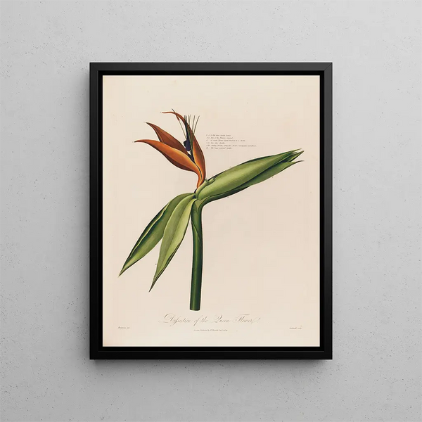 Dissection de la fleur reine - Robert John Thornton — quadro incorniciato alla parete