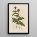 Echinops sphaerocephalus ou Chardon boule azurée - Robert John Thornton — quadro incorniciato alla parete