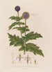 Echinops sphaerocephalus ou Chardon boule azurée - Robert John Thornton — vista dell’opera
