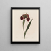Ferraria tigris - Robert John Thornton — quadro incorniciato alla parete