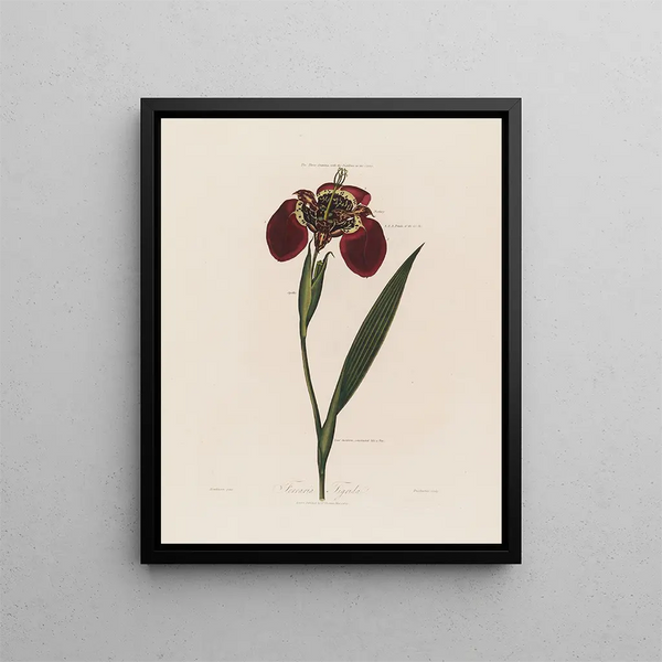Ferraria tigris - Robert John Thornton — quadro incorniciato alla parete