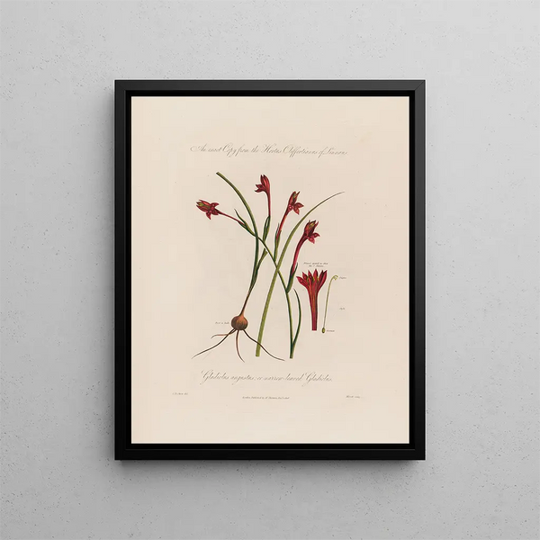 Glaïeul à feuilles étroites ou à Feuilles étroites - Robert John Thornton — quadro incorniciato alla parete
