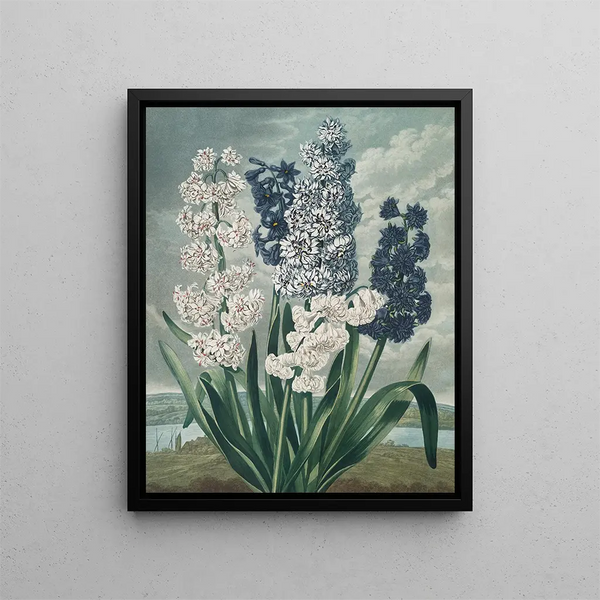 Glicinias - Robert John Thornton — quadro incorniciato alla parete