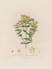 Hypericum perforatum ou millepertuis perforé - Robert John Thornton — vista dell’opera