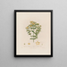 Hypericum perforatum ou millepertuis perforé - Robert John Thornton — quadro incorniciato alla parete