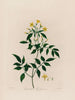 Jasminum le Gelsomino - Robert John Thornton — vista dell’opera