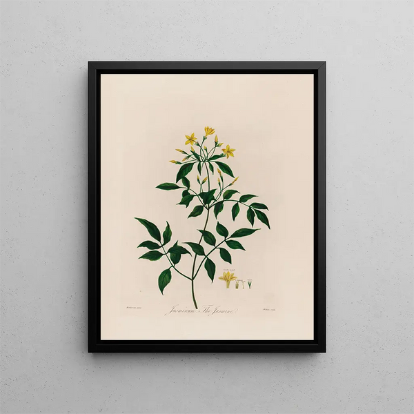 Jasminum le Gelsomino - Robert John Thornton — quadro incorniciato alla parete