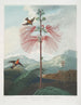 Pianta sensibile a grandi fiori - Robert John Thornton — vista dell’opera